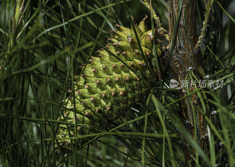 Knobcone Pine, Pinus attenuata，(也称为Pinus tuberculata)是一种生长在温和气候和贫瘠土壤上的树。它从南俄勒冈州的山脉到下加利福尼亚，最集中在北加州和俄勒冈州